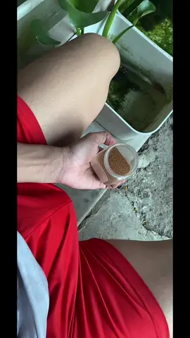 Cuối tuần rồi!qua đây Anh cho NGẬắm cá 🥰  #xuhuong 