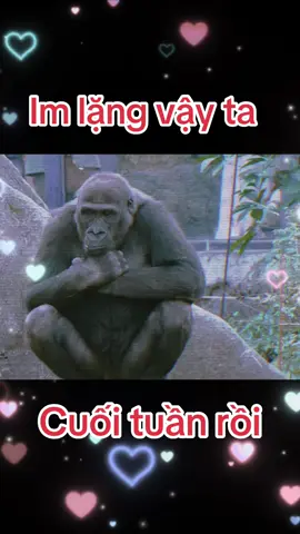 Cuối tuần mà im re vậy ta!!! #nhau #longtieng #khi #haihuoc #vuive 