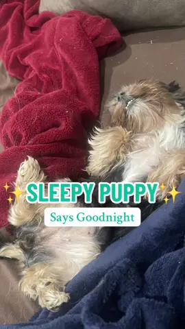 SLEEPY PUPPY SAYS GOODNIGHT: Vivi had a long day and is crashed out. 🐾💜✨ Sleepy Puppy Sleeping Dog Dogs of TikTok Goodnight Dog Lovers Dogtok