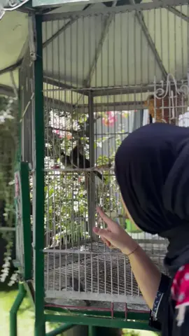 info lokasi geger geden daerah bahrain🤛🏻 #timnasindonesia #worowidowati #padahariini #fypシ゚viral #wasit #sepakbola 