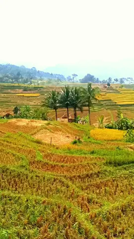 Panen Lur 🤟🤟🤟#pemandangan #panen #sawah #padi #alam #indah #desa #kampung #capcut #wow #sulingsunda #cintaalam💕 #pasisian #pesonaindonesia #ciamis #mantap #uh #popsunda #fypシ゚viral 