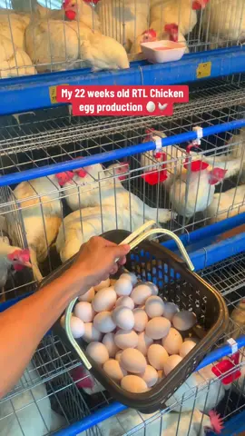 More eggs to come 🙏🏻🥚🐓 #fyp #foryoupage #foryou #creatorsearchinsights #rtlchicken #eggpoultryfarm #rtl #RTLCHICKENPHILIPPINES 