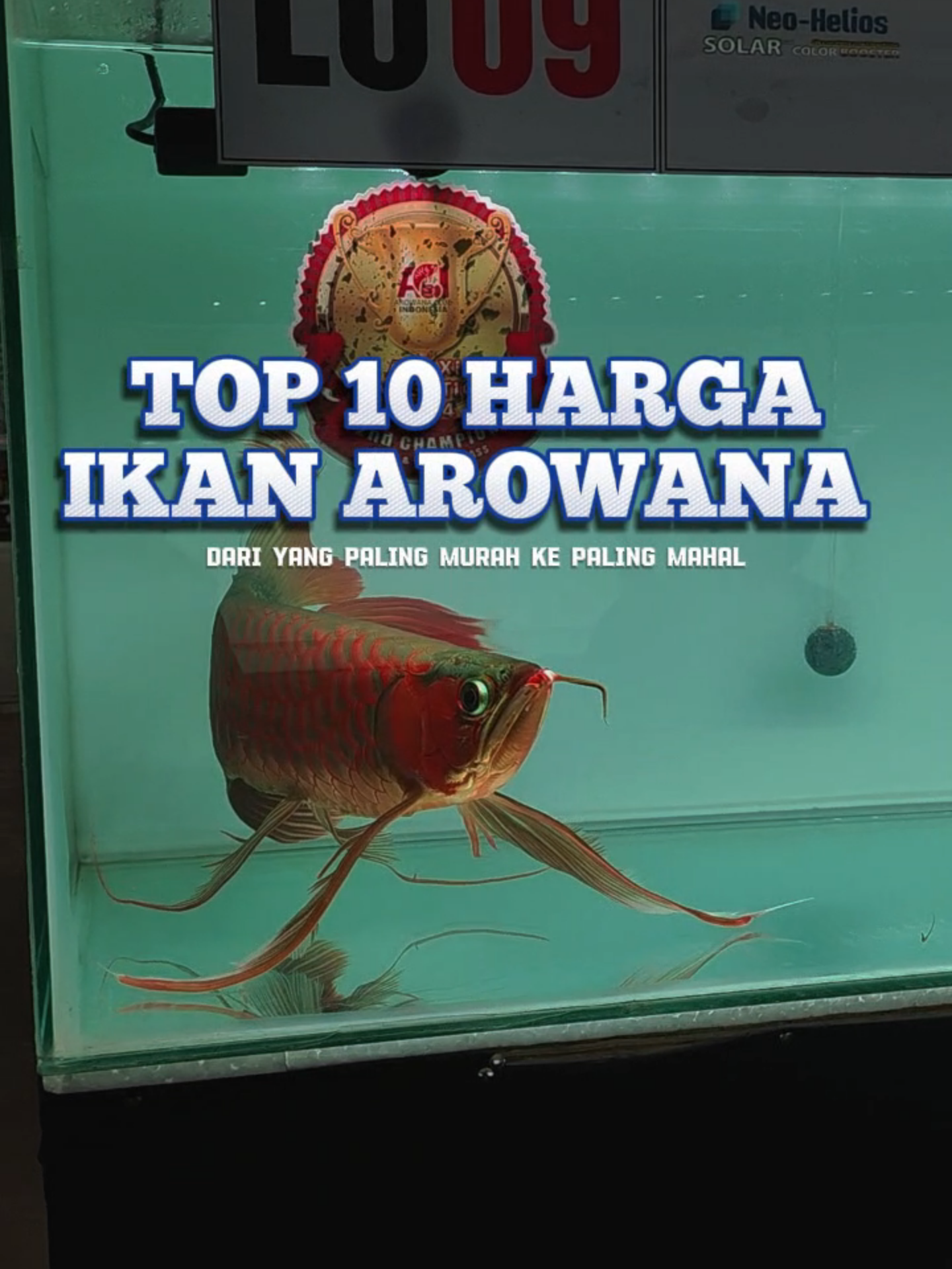TOP 10 HARGA IKAN AROWANA! #fypシ #fyp #bmicroplus #ikanhias #aquarium #ikandalamkolam #arowana #arwana
