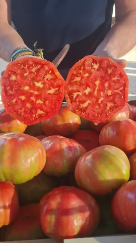 Tomate Rosa 😋💫 #tomatesespeciales #tomate #almeria #tomatesdulces #top #calidad #agricultura #viralvideos #viralreels #viral #vivaelcampo  #tomaterosa 