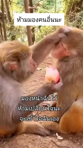 #ขําๆ #ตลกๆขําๆ55 #เพื่อความบันเทิง #คลายเครียด #ลิง #ลิงน้อย #บุษบาดอกไม้แสนสวย 