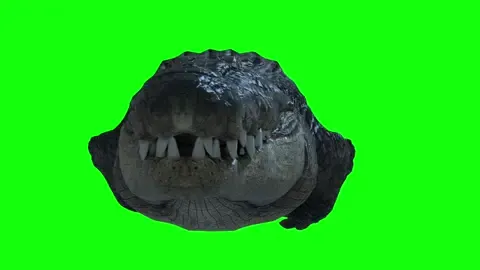 Crocodile #foryou #fyp #pfy #greenscreen #greenscreenchallenge #greenscreeneffect #greenscreenvideo #crocodile 