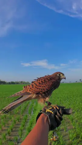 Alap alap sapi/castrel #falconidae #castrel #alapalapsapi #fyp 
