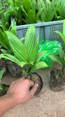 Cau lùn f1 cỡ nhỏ đã có hàng #caulun #caututhoi #caygiongviet #cayhoaviet 