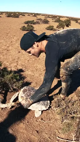 sea turtle stuck on dry tidal mud flats..