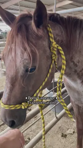 Physical  transformations are so beautiful to see - but let’s not forget another veryyyy important step, their emotional and mental transformation. Sometimes it takes days , sometimes weeks. Some of our horses I really feel are still searching for this. But wow .. I love to see them try again and feel HOPE. ♥️ Keep supporting us link in bio to donate anything 🙏🙏 #petslover #Cats #catsoftiktok #catslovers #horse #horses #horsesoftiktok #pig #pigsoftiktok #wolf #wolves #wolvesoftiktok #sanctuary #animal #animalsanctuary #dogshelter #viralusaticktok #viralcanada #viraluk #viralamerica #viraleurope #viralfrance | #viralstatusvideo #viralgermany #canadatiktok #canada_life|*| #toronto #usa _tiktok #usaviral #USA #texas #newyork #washington #florida #hollywood #oldwoman #kansas #ohio #germany #german #germanytiktok #berlin #munich #australia #melbourne #UK #london #londontiktok #leeds #liverpool #manchester #birmingham #southampton #france #francetiktok #spain #paristiktok #paris #madrid #barcelona #valencia #donate #help #wellwishers #fyp #viraltiktok #goviral #trendingvideo #popular #popular #popularvideo #donation #donationsneeded #farmlife #shelter#donate #support #help #doglover #petslover #catslovers #catslove #sanctuary #wolves #america #trump2024 #goviral #goviraltiktok #richforever #horse##dogsoftiktok #dogsofttiktok #pets #PetsOfTikTok #petslover #cats #catsoftiktok #catslovers #horse #horses #horsesoftiktok #pig #pigsoftiktok #wolf #wolves #wolvesoftiktok #sanctuary #animal #animalsanctuary #dogshelter #viralusaticktok #viralcanada #viraluk #viralamerica #viraleurope #viralfrance I #viralstatusvideo #viralgermany #canadatiktok #canada_life|*| #toronto #usa _tiktok #usaviral #USA #texas #newyork #washington #florida #hollywood #oldwoman #kansas #ohio #germany #german #germanytiktok #berlin #munich #australia #melbourne #UK #london #londontiktok #leeds #liverpool #manchester #birmingham #southampton #france #francetiktok #spain #paristiktok #paris #madrid #barcelona #valencia #donate #help #wellwishers #fyp #viraltiktok #goviral #trendingvideo #popular #popular #popularvideo #donation #donationsneeded #farmlife #shelter