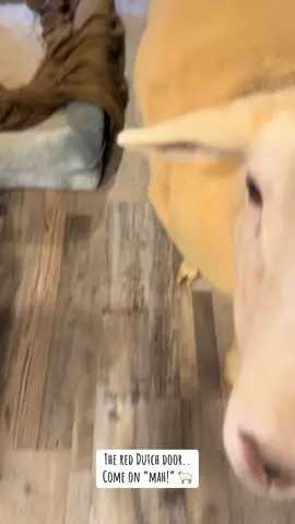 #sheep #pets #reddutchdoor #farmlife