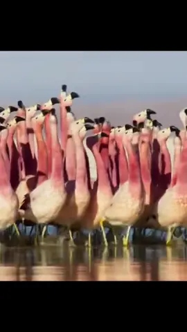 Flamingo Parade 🦩  This unique behavior of turning the head back and forth is called “head flagging” and is a courtship ritual to signal to potential mates. Flamingos will also group together and march while head flagging. Though this looks peculiar, it’s  their way of telling us that love is in the air! 💕 🎥: BBC . . . . . #flamingo #birds #bird #flamingoparty #dancing #courtship #Love #animals