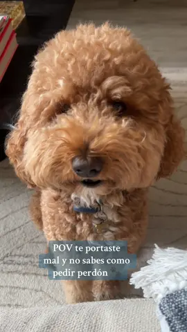 Jordi pidiendo perdón 🥹  #doodles #doodlesoftiktok #doodlemom #doodlelife #dogs #fyp