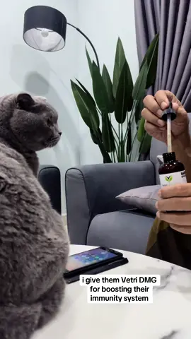 korang nak kucing korang sihat?? bagi laa Vetri DMG!! ♥️♥️♥️ boleh checkout beg kuning di bawah! 😻🥰 #fyppppppppppppppppppppppp #fypage #malaysiatiktok #foryoupage #foryou #fyp #fypシ゚ #scottishfold #malaysia #viralvideo #fypシ゚viral #fypシ #ragdoll #vetridmg 