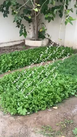 #الطايف_عروس_المصايف_اكسبلور #مسااااكم_سعاااده_دائمه #capcut_editor_17 