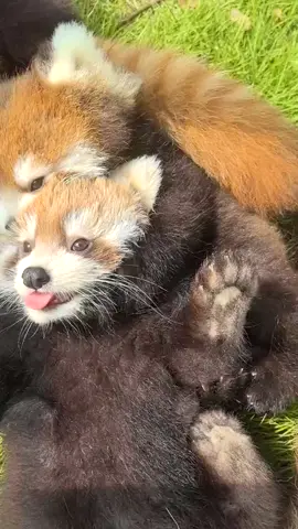 Help, I was kidnapped.🥰🥰🥰#fy #fyp #trending #cute #adorable #redpanda #Love 