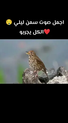 #صيادت_السمن#صوت_ليلي#ولا_اروع #عشاق_صيد_اليل 