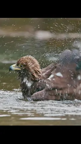 #animalsworld #wildlife #eagle #animalslifestyle #fypage✨ 
