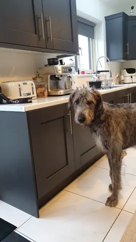 I mean I don't blame him 🤣😏 #8monthsold #irishwolfhound #irishtiktok #largebreed #IW #smartdog 
