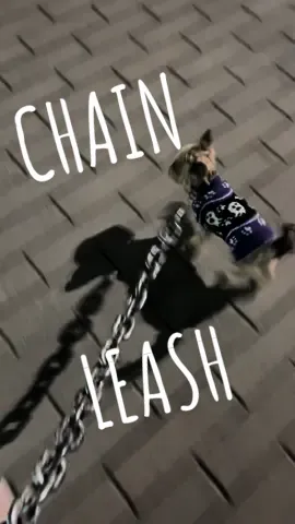 Beware ⚠️ I BITE !  . . . #yorkie #yorkiesoftiktok #dogsoftiktok #fyp #cute #kawaii #yorkiemom #dogsofttiktok #dogtok #chain #leash #prank #halloween #halloweendog #dogcustome #funny