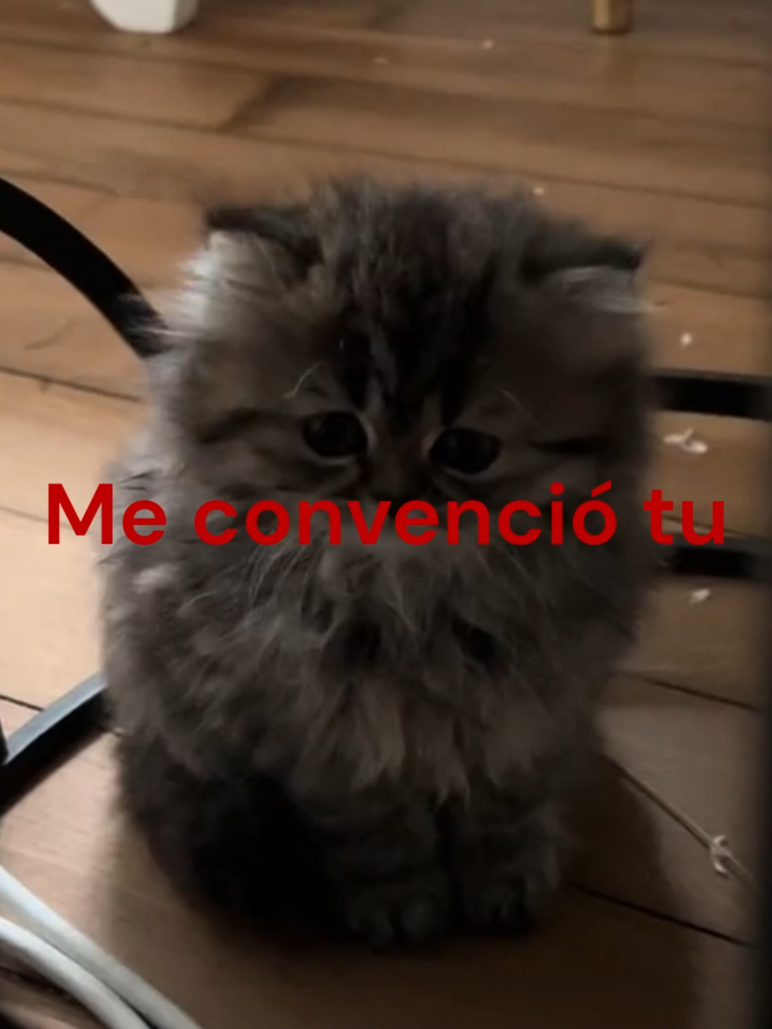 Pongan Falacia pibes 🗣🔥 #fpy #fpyシ #enjambre #enjambremx #enjambreescuchas #enjambre_fans #falacia #huespedesdelorbe #falaciaenjambre #luishumbertonavejas #gatos #cats #textorojo #textorojoparaidentificarse #sad #examor