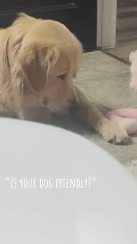He wouldn’t hurt a fly 🥹  #dogsoftiktok #doglover #fyp #foryoupage #foryou #goldenretrieverlife #goldenretriever #puppiesoftiktok #puppylife #bestfriend 