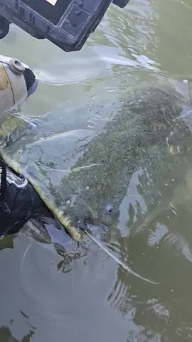 #fishing #pesca #wędkarstwo #catfish #siluro #sum 