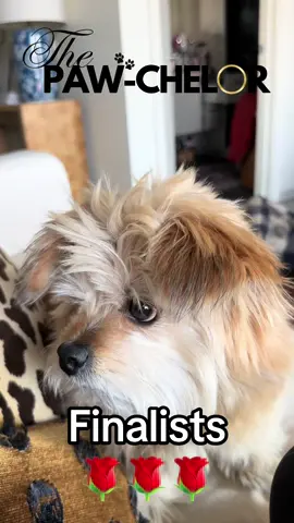 The 3 finalists are… @MookieandFamily 🌹 @Little Miss Mollie 🌹 @misshazeldior 🌹 #dogsoftiktok #dogvideo #fyp #shiranian #shihtzu #pomeranian #shihtzusoftiktok #Love #doglifestyle #bachelor @Bachelor Nation 