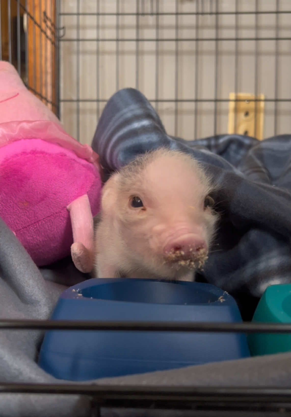 More baby Dizzy content #asmr #asmrsounds #animalsoftiktok #cute #cuteanimals #piglet #pig #minipig #minipigsoftiktok 