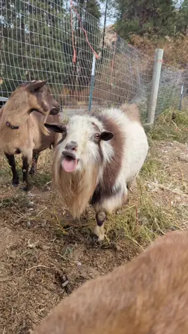 #goats #homestead #farmlife 
