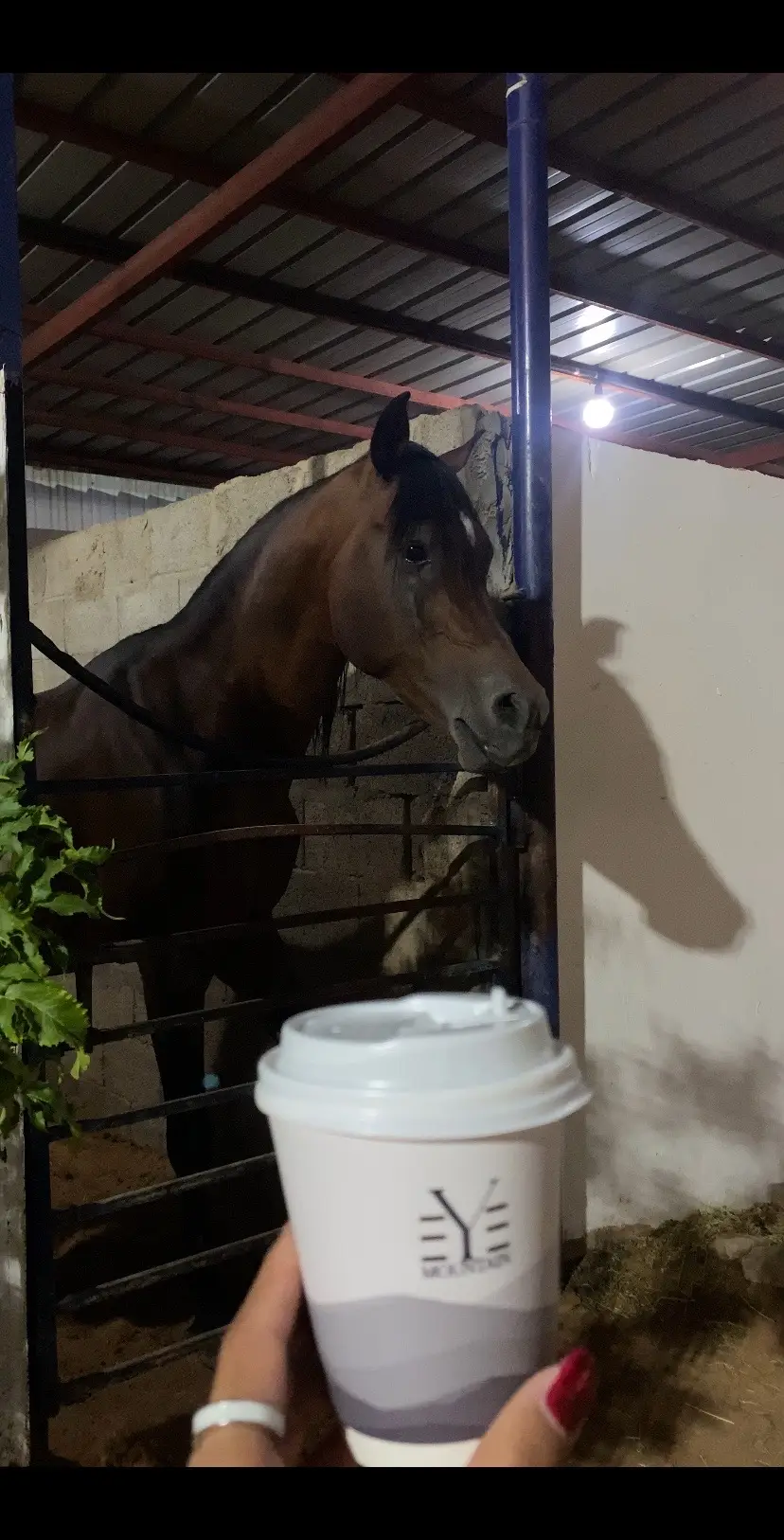خلً جيوشه بالمحبه غزتني💙.#خيل #حايل #خالد_عبدالرحمن #fyp #حايلندا 