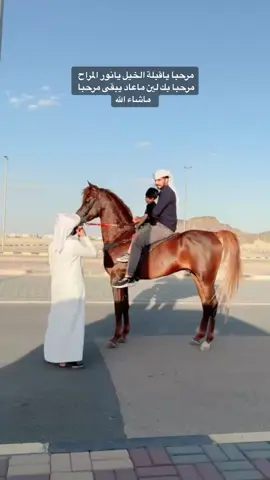 #اذكروا_الله_يذكركم #ماشاءالله #تبارك_الله #اللهم_صلي_على_نبينا_محمد #نجران_الآن #الخيل_العربي_الاصيل🐎 #خيل_جمال #اكسبلورexplore #اكسلبور #viral #fyp  #tiktok #ksa  