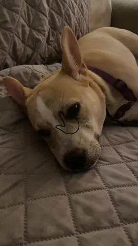 #pets #Clover #tachersoftiktok  #dogsoftiktok 