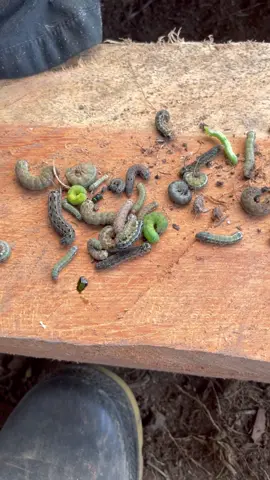 Pests On the Homestead 😥 #offgrid #homestead #ecuador 