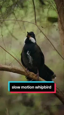 You can really see the power behind an eastern whipbird call when you slow it down! 🔊 I filmed this in slowmo accidentally but I figured it was actually a cool way to hear the different elements of the sound #whipbird #bird #birdwatching #birding #birdphotography 