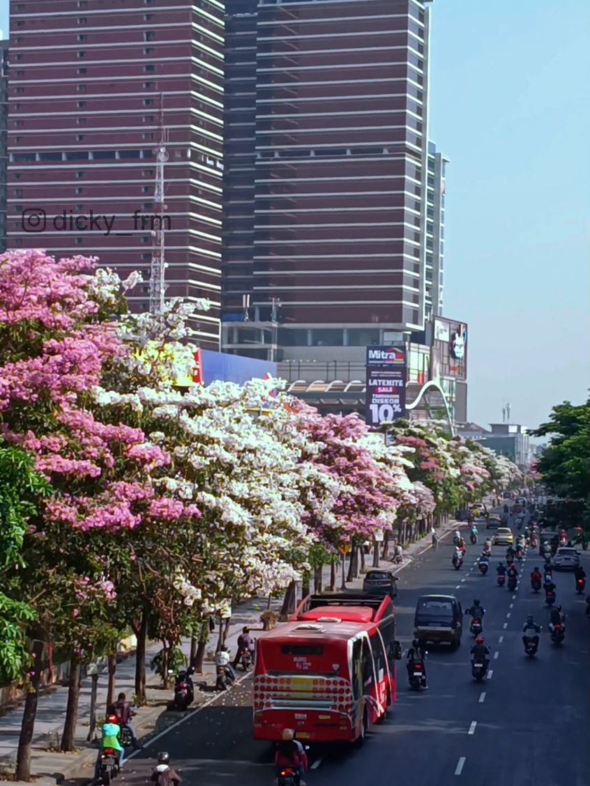 bunga sakura versi surabaya. nek isuk hawane syahdu tapi nek west awan auto nyengir.. 😂😂  kapan awakmu terakhir liwat kene..? #jalanyangkupilih #fypシ #surabayatiktok #surabaya #jawatimur #sakura #bungatabebuya #sidoarjotiktok #menanggal  #gayungansurabaya #bus 