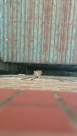 Kumg Fu Cat #cat #catsoftiktok#catlover #funny #funnyvideos #foryou #fypage #fypツ#funnycat #funnytiktok #cats