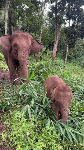 Mekha, the 11-month-old baby elephant, is making progress in learning how to eat bamboo leaves from his mommy. With patience and guidance, Makha is slowly mastering this important skill. Watching the bond between mother and baby elephant is heartwarming and reminds us of the beauty of nature's teachings. #pataraelephantconservation #babyelephants #pataraelephantsafari #naturelearning 