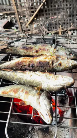 ปิ้งปลาค่อ #อาหารอีสาน #อาหารบ้านเฮา #วิถีชีวิตคนบ้านเฮา