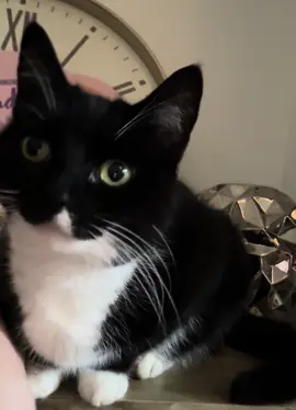 #fypageシ #cat #catfood #catsoftiktok 