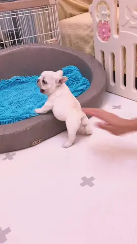 Don't touch the tiger's butt#Frenchbulldog#cutepetdebutplan #puppy#puppylove #baby#cuteanimals 