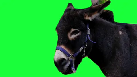 Green screen videos. Green Screen CapCut. Video Editing Tutorial. Ai Hug Tutorial App. 녹색 화면 비디. screen recorder. fire green screen. #fyp #fypシ #greenscreenvideo #capcut #foryoupage #viral #trending #viraltiktok #greenscreen #vfx #vfxeffect #greenscreeneffectstrendingvideo #틱톡 라이트 10000 포인트 #memes #memestiktok #memesbr #memesdaily #funny #funnyvideos #funnyvideo #funnymemes #funnymoments #funnytiktok #funnyanimals  #applecameraapps #greenscreenvideofilter #applecamera #greenscreeneffectbackground #greenscreenforedits #trendinggreenscreen #greenscreenfilter #greenscreeneffects #greenscreenvideoeffect #greenscreenmemes #greenvideofilter #greenscreenbackgroundeffect #greenscreenforvideo #greenscreentrending #CapCut #녹색화면비디오 #녹색화면 #화면비디오 #livewallpaper #livewallpapers #livewallpaper4k #background #greenscreenbackground #greenscreenbackgroundeffect 