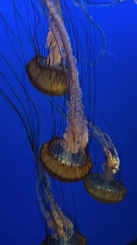 “Over the dead sea keeping you company” 𓇼 ⋆.˚ 𓆉 𓆝 𓆡⋆.˚ 𓇼#monteraybayaquarium #foryourpage #fyp #aquarium #jellyfish #videodiary #existingsilently #adriannalenker 