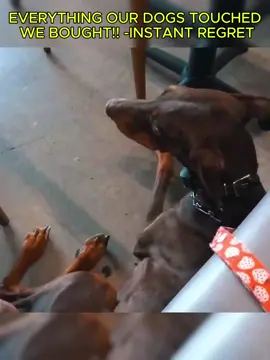 EVERYTHING OUR DOGS TOUCHED WE BOUGHT!! *INSTANT REGRET* #fyp#foryou #boyfriends #BRICK #kissing