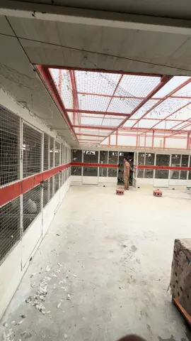 کۆترەکانی صدیق حلاق♥️#کۆترەکانی #سدیق #حلاق #هەزار_ماشالله_لە_مالی_هەموان🧿🦅 