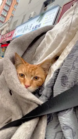 Cat hiding in clothes #tiktok #fyp #foryou #animal #cute #catsoftiktok #cat 