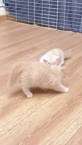 #cutecat #cat #funnycat #catsoftiktok #kitty #catslovers 
