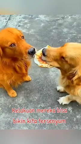 look at the end 😂😂  #pet #cat #dog #cute #animals #foryou #typ