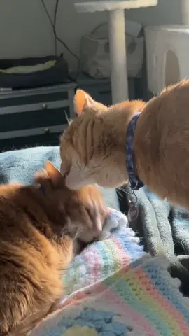 It’s too early for this😴 #orangecatsoftiktok #catsoftiktok #orangecat #smackaroni #macattack #orangecatbehavior #macaroniandcheese #macandcheese #stopyourescaringme 