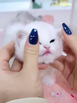 #kitty #cutecat #foryoupage #funnycat #cuteanimals 